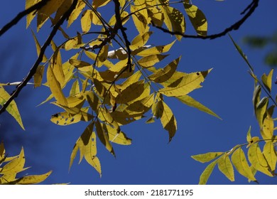 Walnut Tree Leaves In Sunlight With Blue Sky