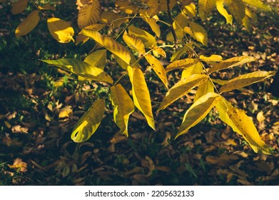 Walnut Tree Leaves In Sunlight On Blurry Background Of Park