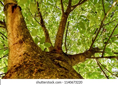 Walnut Tree In The Summer