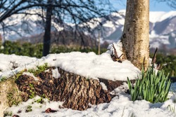 Walnut Tree Trunk And Daffodil Plant In Snow Covered Lawn In January In The Italian Lazio Region