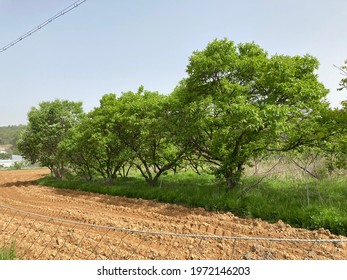 Walnut Trees Farm In Korea