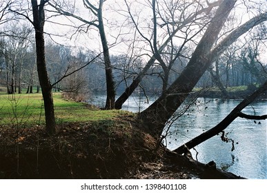 walnut trees on the banks of the Conestoga