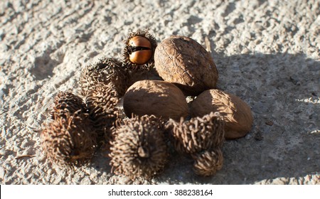 442 Broken Acorns Images, Stock Photos & Vectors 