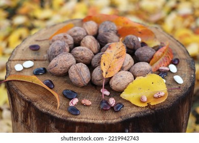 Walnuts, Colored Beans With Autumn Leaves Are On An Oak Stump.