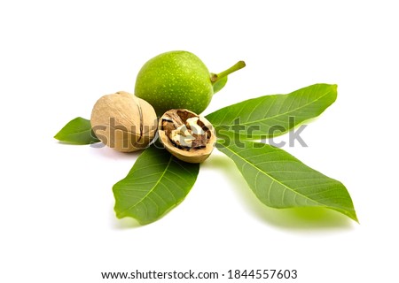 Walnuts - dry and unripe with green walnut tree leaves isolated on white background