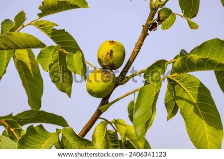 Walnuts on the tree with leaves against the sky