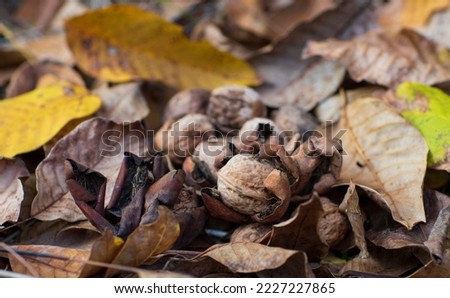 Walnuts on walnut tree autumn leaves background