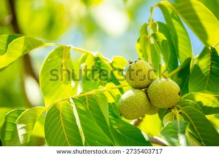 Walnuts ripened on the tree. Walnuts growing on a tree, close-up. Harvest nuts in the garden in autumn.