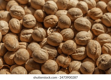 Walnuts in shell, close up, top view. Autumn harvest, unshelled walnuts textured background. - Powered by Shutterstock