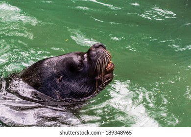 walrus