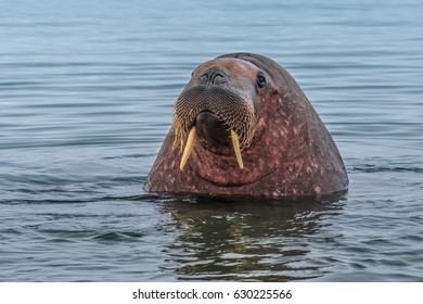 Walrus