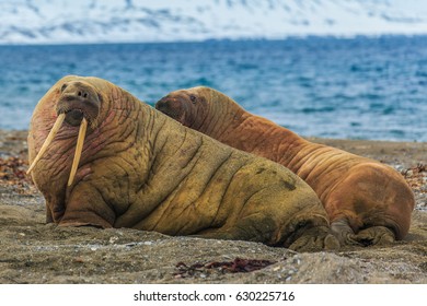 Walrus