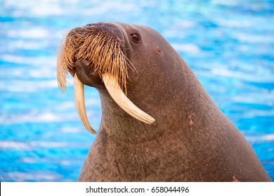 Walrus