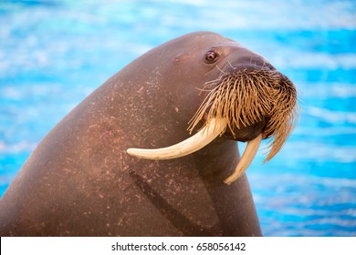 Walrus