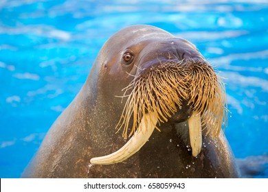 Walrus