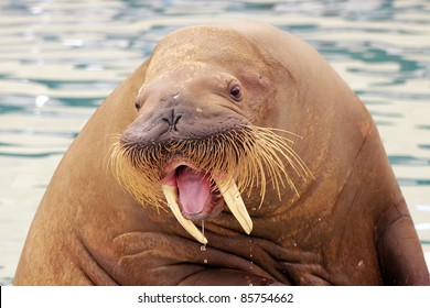 Walrus