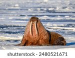 A Walrus in the Arctic Sea Around Svalbard