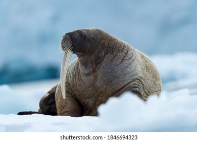 Walrus In Arctic Svalbard Winter