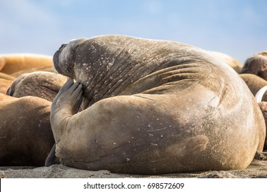 539 Fat walrus Stock Photos, Images & Photography | Shutterstock