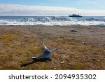 Walrus bone, Cape Vankarem, Wrangel Island, Chukchi Sea, Russia Far East