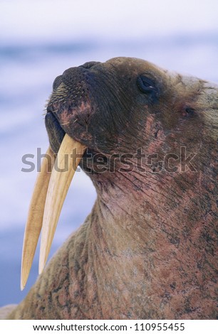 Walrus, close-up