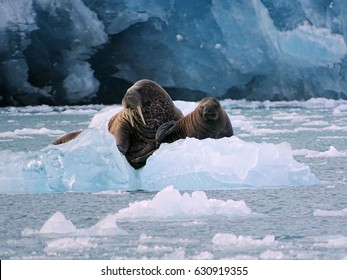 Walrus Cow & Calf On Ice Hamiltonbukta Svalbard