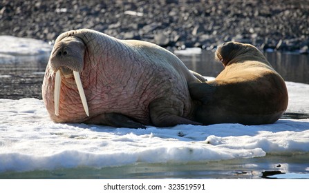 Walrus Cow With Cub On Ice Floe