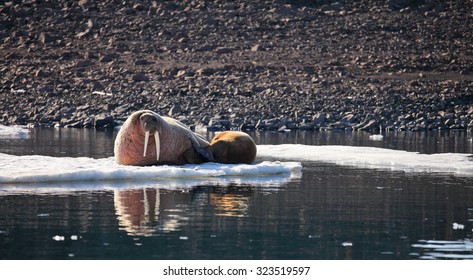 Walrus Cow With Cub On Ice Floe