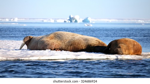 Walrus Cow With Cub On Ice Floe
