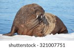 Walrus cow on ice floe