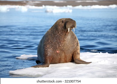 Walrus Cow On Ice Floe