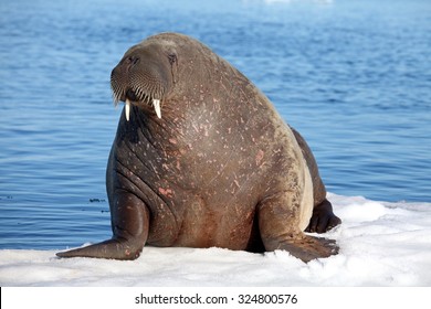 Walrus Cow On Ice Floe