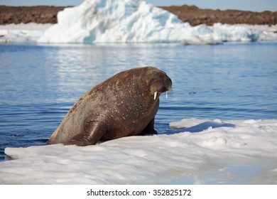 Walrus Cow On Ice Floe 