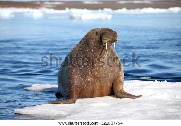 Walrus cow on ice\
floe
