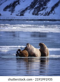 Walrus Family In The Artic Sea