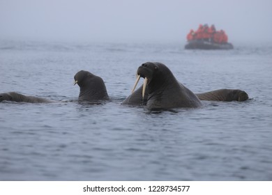 Walrus Franz Josef Land