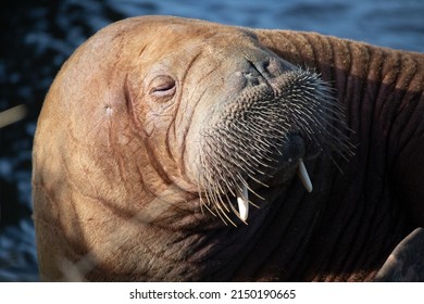 the walrus Freya resting in Hvide sande