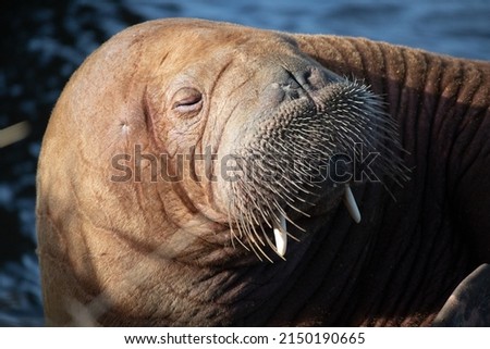 the walrus Freya resting in Hvide sande