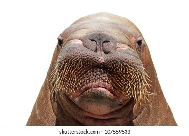 Walrus Head Isolated Over White