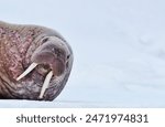 A Walrus head and neck lay down looking into the camera.