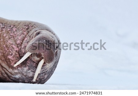 A Walrus head and neck lay down looking into the camera.