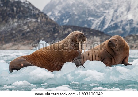 Walrus and her pup floating on ice in a fjord , Eastern Greenland.