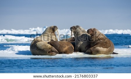 Walrus is a huge animal and it like to rest on the beach or on the sea ice.