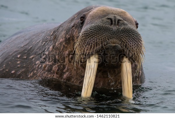 The Walrus was hunted nearly to extinction in\
the Svalbard Archipelago.  It is legal for indigenous people to\
hunt walrus.  Populations of walrus are just recovering from\
over-hunting in Svalbard.
