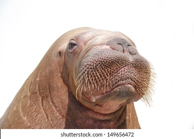 Walrus Isolated Over White