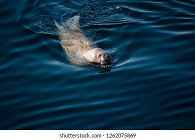 Walrus In Kara Sea