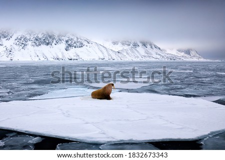 Walrus, lying on the ice, stick out from blue water on white ice with snow, Svalbard, Norway. Winter Arctic landscape with big animal. 