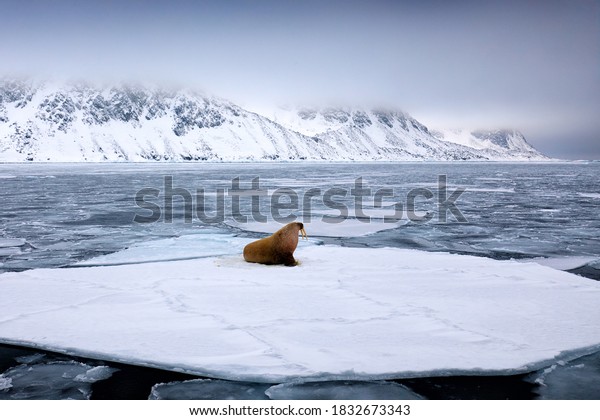 Walrus, lying on the ice, stick out from blue water on\
white ice with snow, Svalbard, Norway. Winter Arctic landscape with\
big animal. 