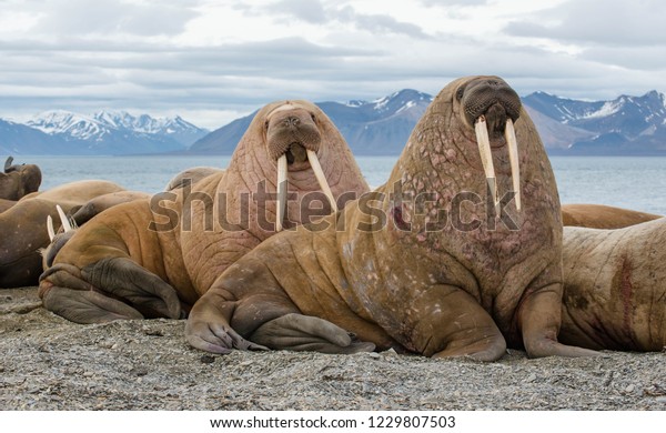 The walrus is a
marine mammal, the only modern species of the walrus family,
traditionally attributed to the pinniped group. One of the largest
representatives of
pinnipeds.