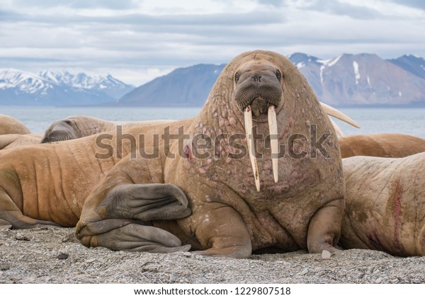 The walrus is a\
marine mammal, the only modern species of the walrus family,\
traditionally attributed to the pinniped group. One of the largest\
representatives of\
pinnipeds.